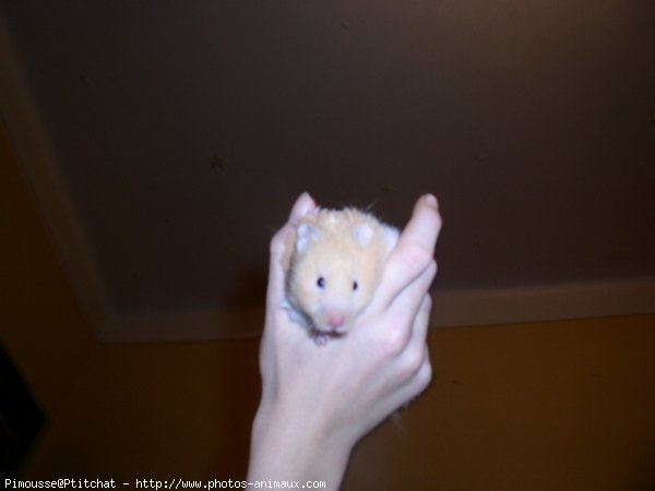 Photo de Hamster