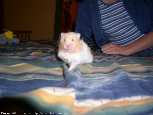 Photo de Hamster