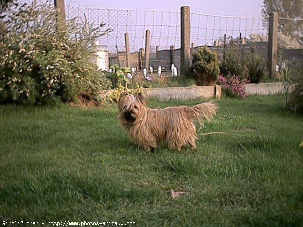 Photo de Cairn terrier