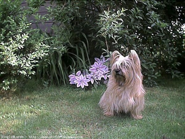 Photo de Cairn terrier