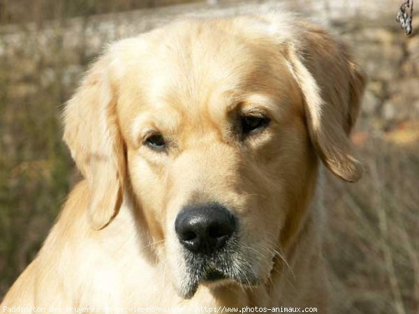 Photo de Golden retriever