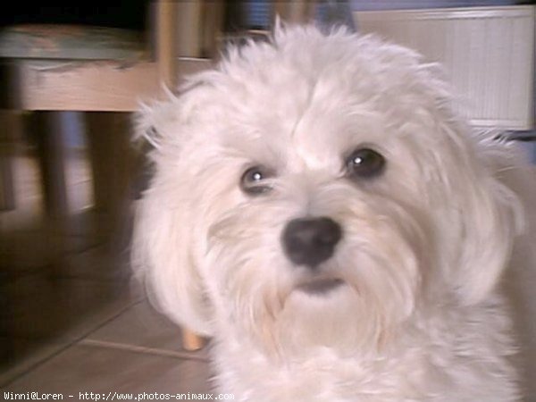 Photo de Bichon maltais