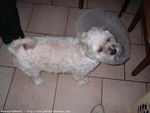 Photo de Lhassa apso