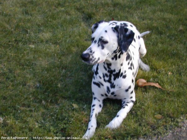 Photo de Dalmatien