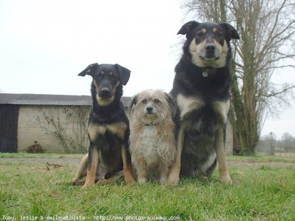 Photo de Races diffrentes