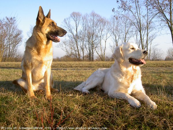 Photo de Races diffrentes