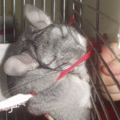 Photo de Chinchilla