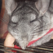 Photo de Chinchilla