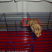 Photo de Hamster