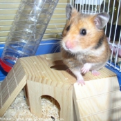 Photo de Hamster