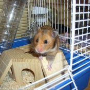 Photo de Hamster