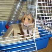 Photo de Hamster