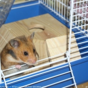 Photo de Hamster