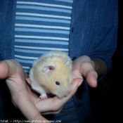 Photo de Hamster