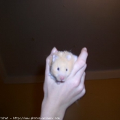 Photo de Hamster