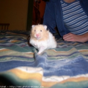 Photo de Hamster