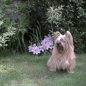 Photo de Cairn terrier