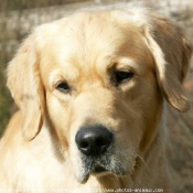 Photo de Golden retriever