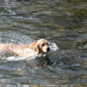 Photo de Golden retriever