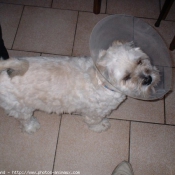 Photo de Lhassa apso