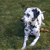 Photo de Dalmatien