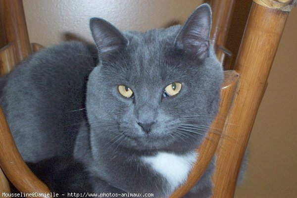 Photo de Chartreux