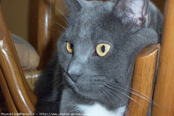 Photo de Chartreux