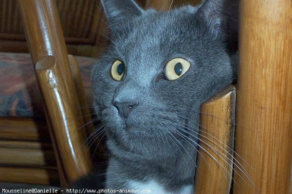 Photo de Chartreux