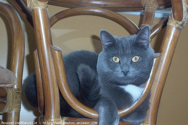 Photo de Chartreux