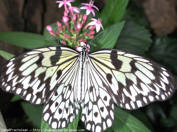 Photo de Papillon