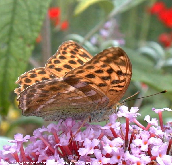 Photo de Papillon