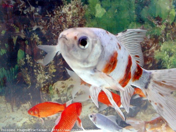 Photo de Poissons rouges