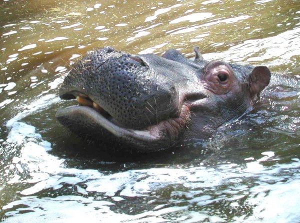 Photo de Hippopotame