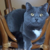 Photo de Chartreux