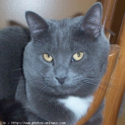 Photo de Chartreux