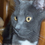 Photo de Chartreux