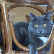 Photo de Chartreux