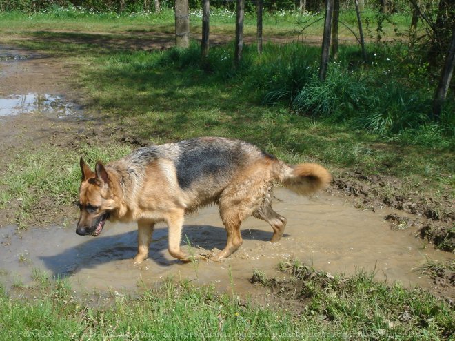 Photo de Berger allemand  poil court