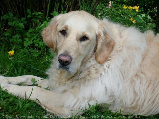 Photo de Golden retriever