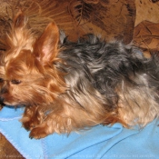 Photo de Yorkshire terrier