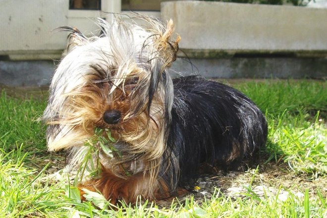 Photo de Yorkshire terrier