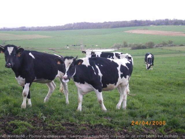 Photo de Vache