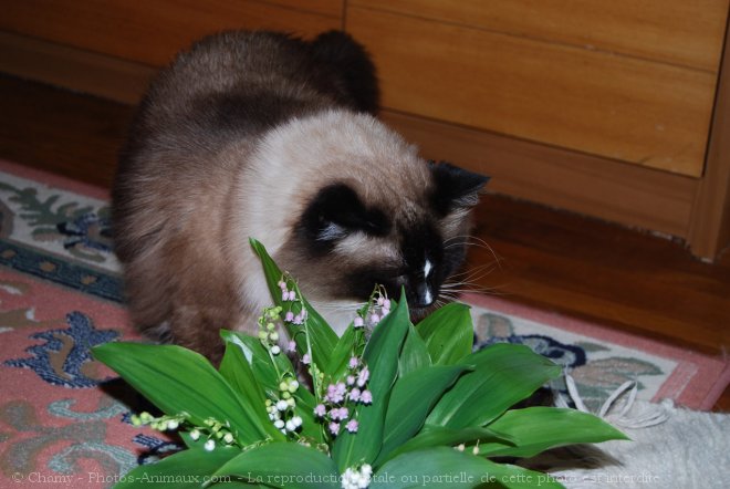 Photo de Ragdoll