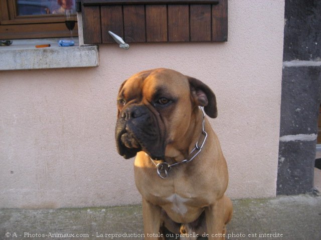 Photo de Boxer