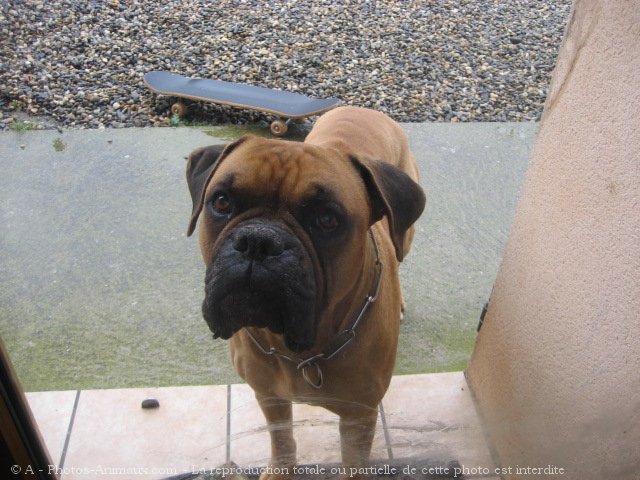 Photo de Boxer