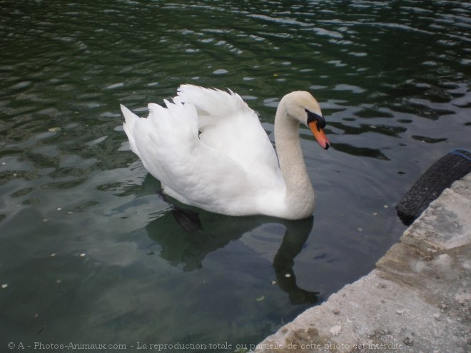 Photo de Cygne