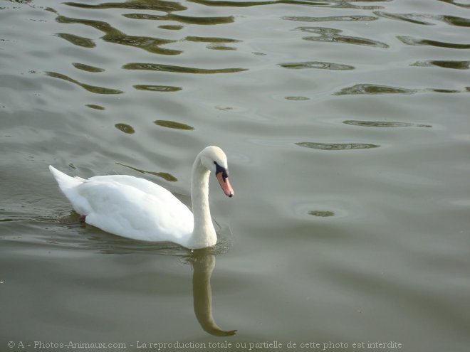 Photo de Cygne