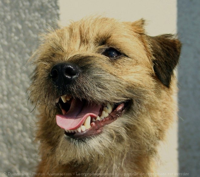 Photo de Border terrier