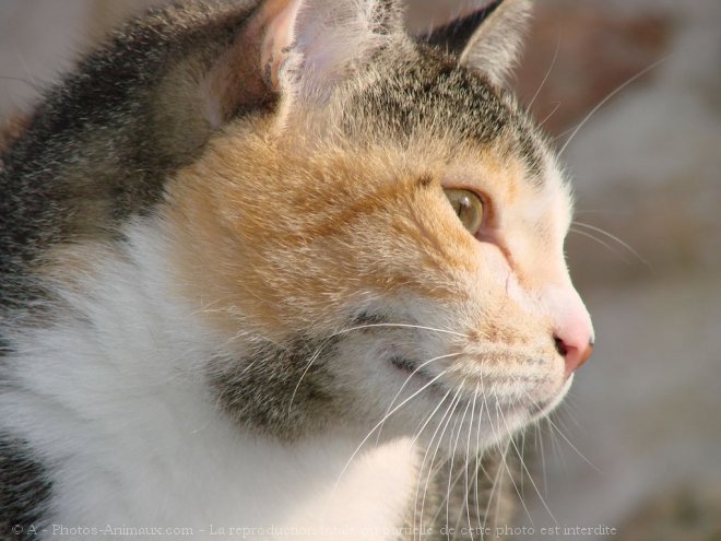 Photo de Chat domestique