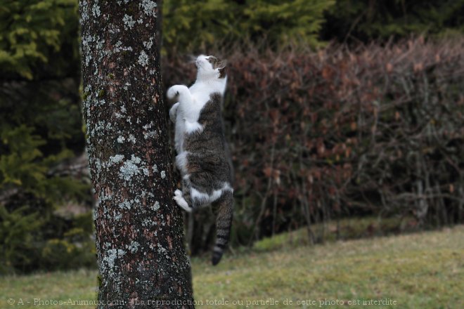 Photo de Chat domestique